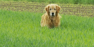 高清慢动作:狗在草地上奔跑