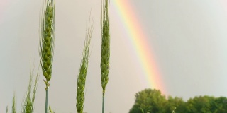 高清多莉:大麦对抗彩虹