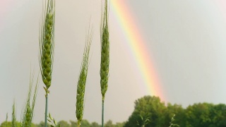 高清多莉:大麦对抗彩虹视频素材模板下载