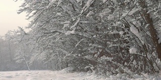 HD超级慢莫:雪掉树