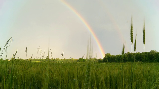 高清多莉:大麦田里的彩虹