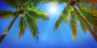 天空中的棕榈树。