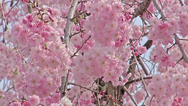 春景:粉红色的哭泣的樱花盛开