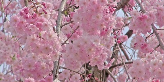 春景:粉红色的哭泣的樱花盛开