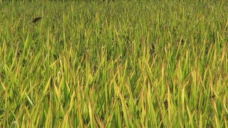 日落时分，稻田里的麻雀(视频)视频素材模板下载