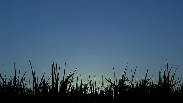 高清:日落时分的稻谷(视频)