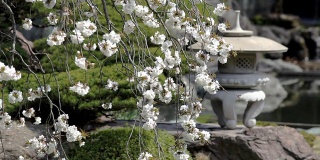 高清:日本花园(视频)