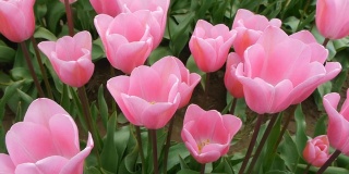 粉色郁金香在春天-摄影