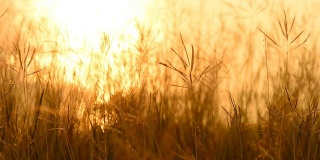 日落时的草地