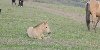 小马驹在草地上休息