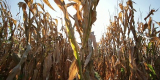 美国俄亥俄州田里的玉米