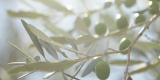 意大利托斯卡纳的树枝上的橄榄树