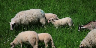 HD绵羊和山羊一起吃草(淘金)