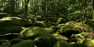 在春天森林的石头形成摄影