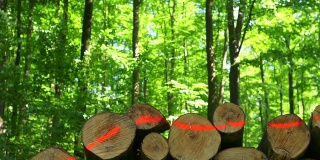 高清堆叠的木材在春天森林多莉拍摄(4:2:2)
