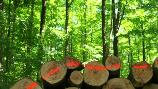 高清堆叠的木材在春天森林多莉拍摄(4:2:2)视频素材模板下载