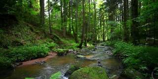 HD溪在春天森林摄影