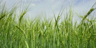 高清大麦灌溉跟踪拍摄