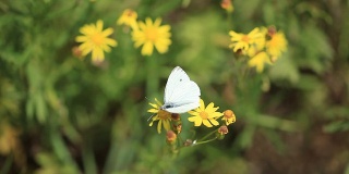 一朵花上的白蝴蝶