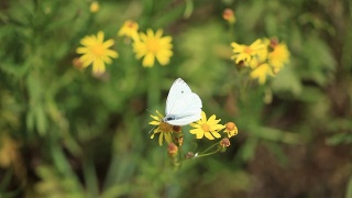 一朵花上的白蝴蝶视频素材模板下载