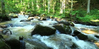 绿色森林中的小溪