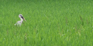 稻田里的亚洲鸟