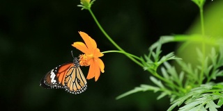 以橘花为食的帝王蝶