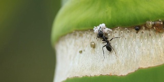 蚂蚁吃蚜虫