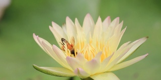 黄色睡莲和一只蜜蜂的特写