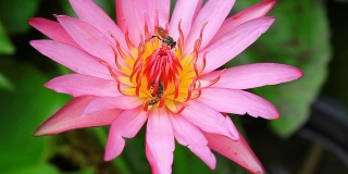 粉红莲花上的蜜蜂