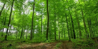 吊起:绿色森林