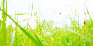 HD超级慢莫:明亮的草叶