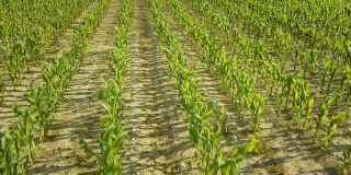 高清:玉米田的高角度拍摄