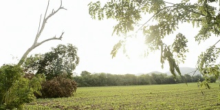 鹤拍摄的树。全高清视频
