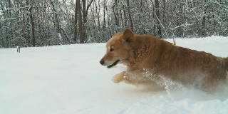 HD平稳缓慢的莫:狗在深雪中奔跑