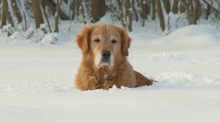 高清多莉:躺在雪中的金毛寻回犬视频素材模板下载