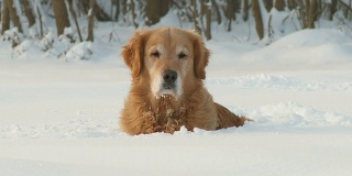高清多莉:躺在雪中的金毛寻回犬