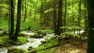小溪在春天的森林多莉拍摄(4:2:2@100 Mb/s)视频素材模板下载