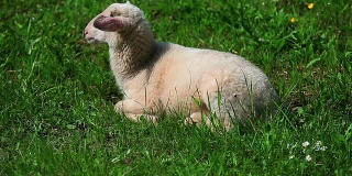 HD小羊羔在牧场休息