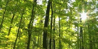 POV森林在阳光跟踪拍摄