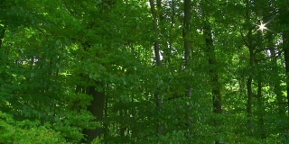 POV森林在阳光跟踪拍摄