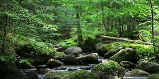 森林中的岩溪