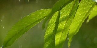 高清雨滴落在树叶特写。