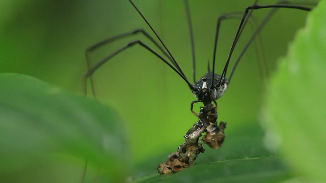 Harvestmen