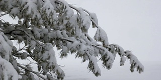 树与降雪