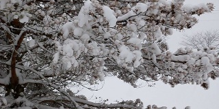 树与降雪