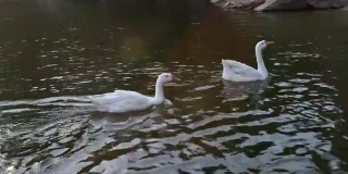 湖中的一群天鹅鸭