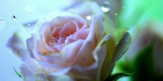 HD超级慢动作:水滴落在玫瑰上