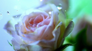 HD超级慢动作:水滴落在玫瑰上视频素材模板下载