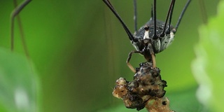 Harvestmen